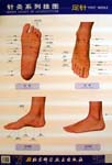 Series Chart of Acupuncture: Foot Needle